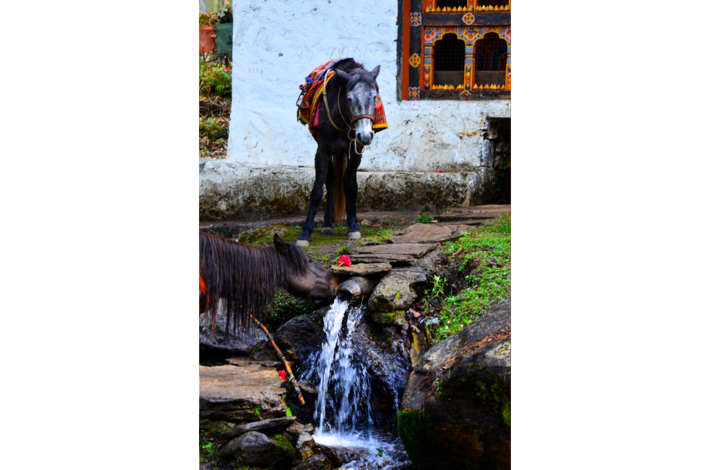 Portfolio Image