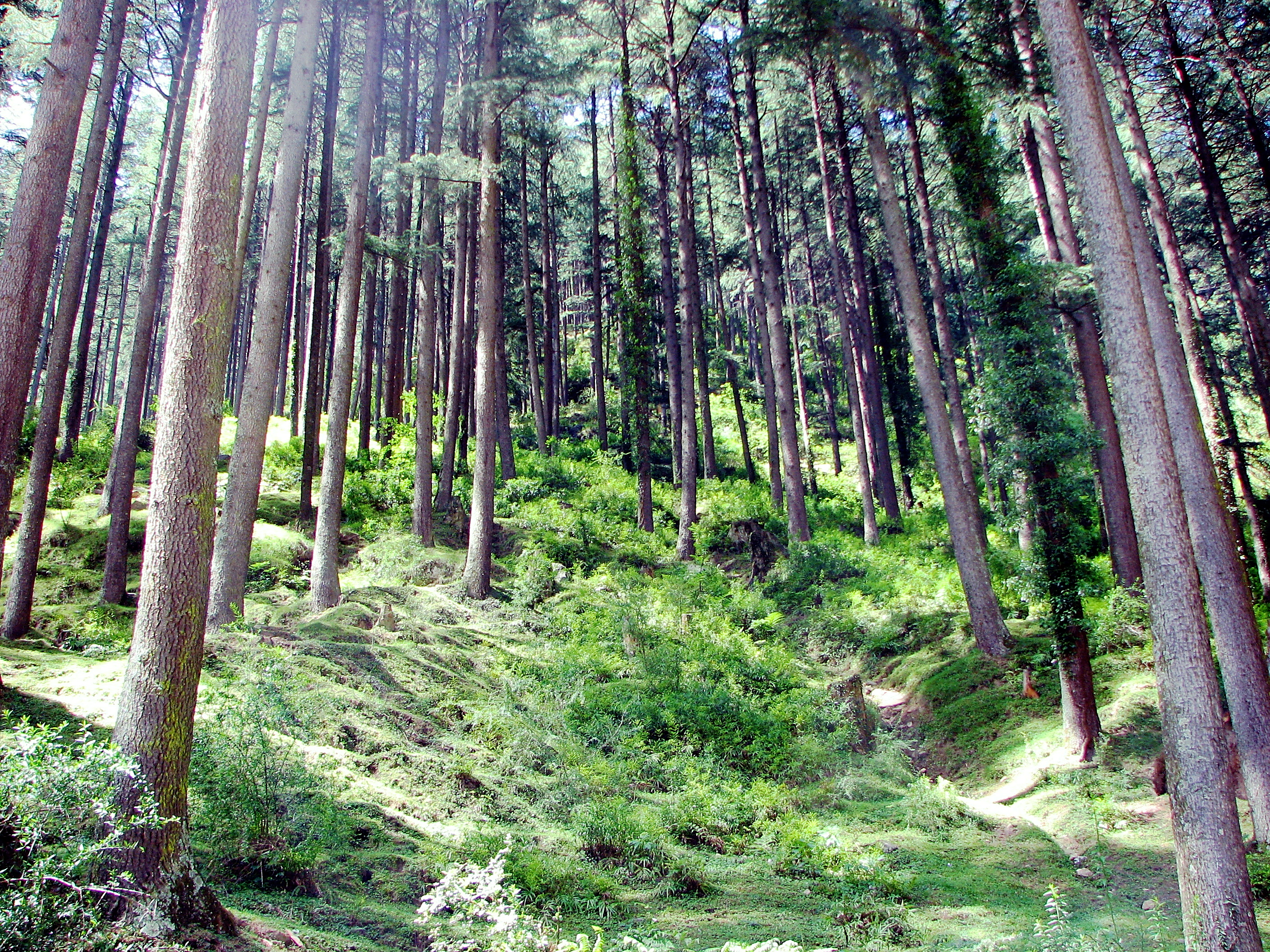 Portfolio Image